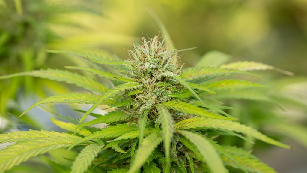 California Marijuana Law Passed