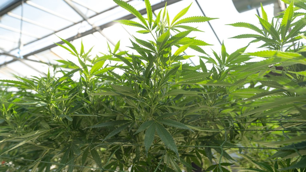 Is Marijuana Legal In Maryland Recreational